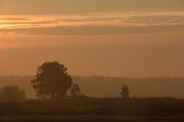 Fototapeta na wymiar Landscape of meadow with trees in the fog at sunrise in Czmoniec, Poland