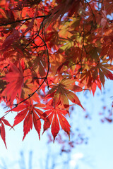 日本の秋の風景 鮮やかなもみじ 和風 紅葉 美しい 