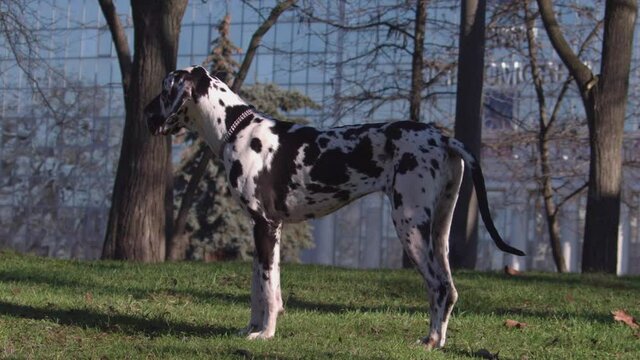 Close up of one amazing great dane purebred dog resting and playing.