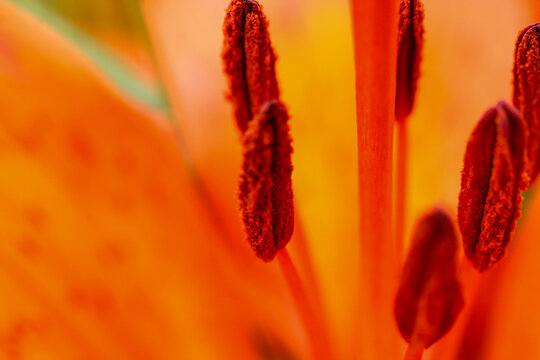 macro photo stamens of a lily flower