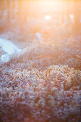 Sunrise light shines brightly on the ground cover. The lichens are frozen. Orange, bright sunlight