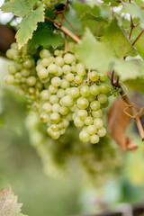 Fototapeta premium grapes on vine