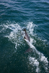 Naklejka premium Delfin de Heaviside , Walvis Bay, Namibia, Africa