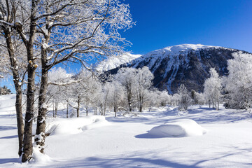 Frozen trees on wetland landscape and blue sky in winter mountain regions