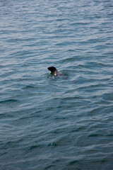 Leon marino Walvis Bay Namibia Africa