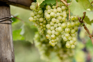grapes on vine