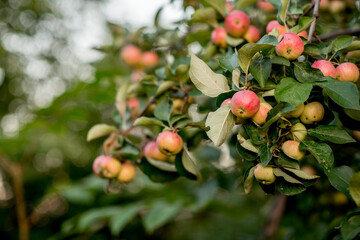 Obraz premium apples on a tree