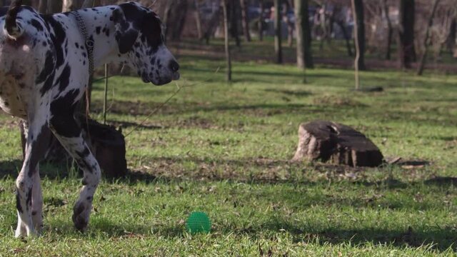 Close up of one amazing great dane purebred dog playing with a ball