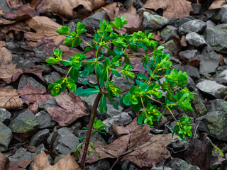 Green plant sprout among pebble-stones and fallen dry leaves