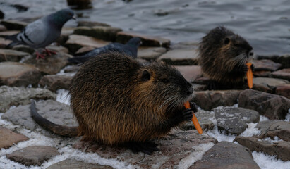 Nutria eats carrots. Chewing nutria (river rat or coypu, Myocastor coypus) at Vltava riverbank in...