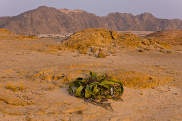 Welwitschia mirabilis Swakopmund Desierto Namib Namibia Africa
