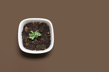 Tiny Succulent Plant in a squared pot