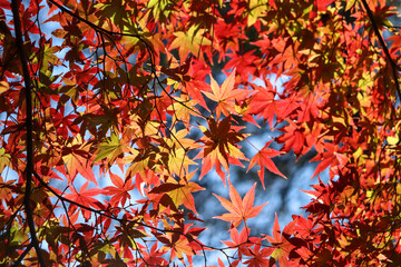 日本の秋の風景 綺麗なもみじ 紅葉 夕暮れ 美しい