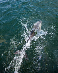 Fototapeta premium Delfin de Heaviside Walvis Bay Namibia Africa