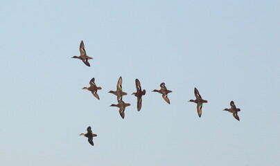 Flock of ducks (Common Teal) flying overhead