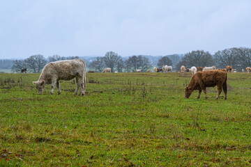 Fototapeta na wymiar Cows grazing at a moor. Picture from Revingehed, Scania county, Sweden