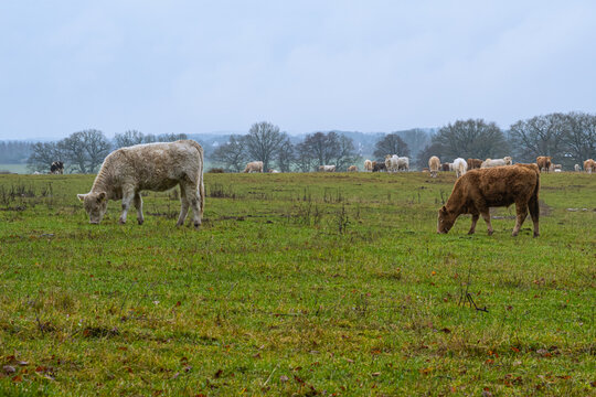 Cows grazing at a moor. Picture from Revingehed, Scania county, Sweden