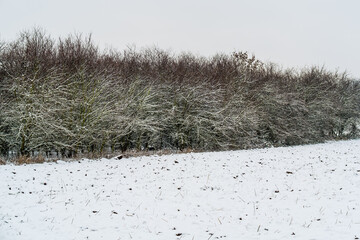  Winter landscape, snowy trees, white snow on the arable
