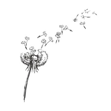 Dandelion, Flying Seeds of Dandelion Hand Drawn Illustration isolated on white Background