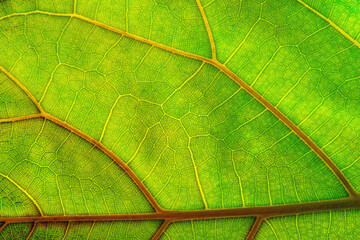 Nervures de feuille de plante verte.