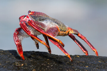 rote_Klippenkrabbe