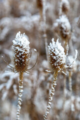 Hoar Frost Thistle Head