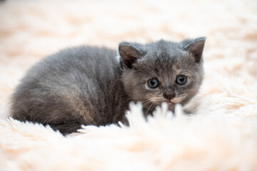 Portrait of a small Scottish fold cat gray color