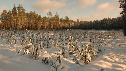 Reforestation of clear cut pine tree forest. Rows of young pine tree seedlings under snow cover. 