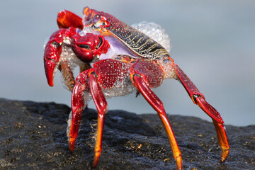 rote_Klippenkrabbe