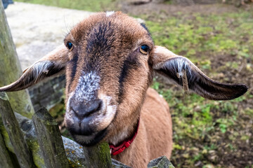 Fototapeta premium Crazy close-up portrait of the funny goat, Blato organic farm, Czech republic