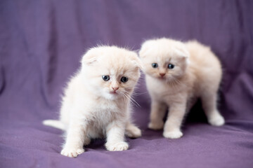 Fototapeta premium Portrait of two small Scottish fold cat baby milk white color