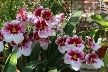 Fototapeta premium Orchidee