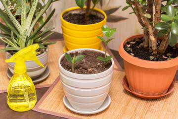 Different home plants and water sprayer. Sprout of a young little plant. Indoor plants in pots close up