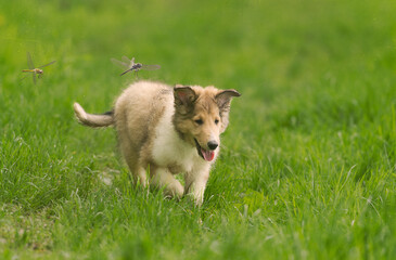Fototapeta premium Collie Welpe im Grünen