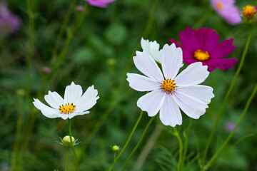 Colorful cosmos flower field mixed with old and new flowers.