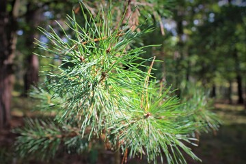 Ukraine Lviv Bryukhovychi forest pine tree pine needles greenery winter snow needles green thin...