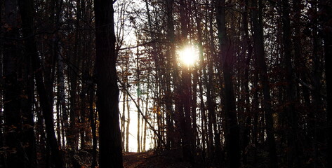 autumn afternoon in the forest, falling leaves from the trees, sunny cold day, wild nature, adventure trip, family travel,sun