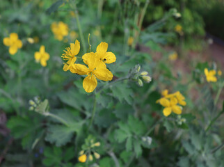 Plant with yellow flowers and green leaves in the forest. Chelidonium majus or greater celandine or tetterwort or swallowwort or nipplewort yellow wild bloom. Medicinal plant.