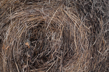 brown fur texture