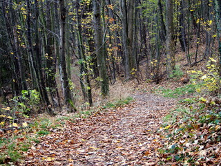 autumn afternoon in the forest, falling leaves from the trees, sunny cold day, wild nature, adventure trip, family travel,sun