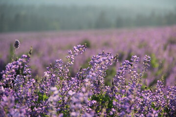 a field of lupines looks like lavender at dawn