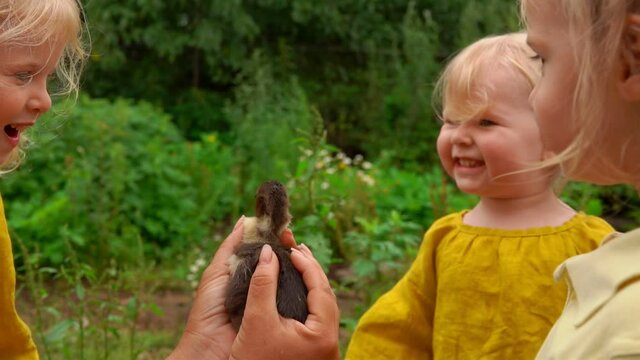 Cute little blond girl is scared of the little duckling outdoors on the village farm