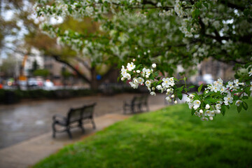 Some white blossom flowers in spring with benches in a park in background