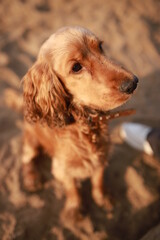 spaniel dog sitting on the beach in the sun