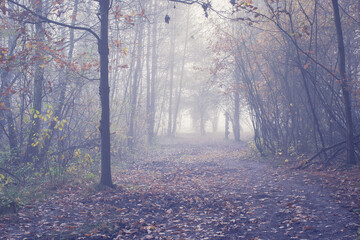 Vintage style picture of a foggy morning in a woodland. Kampinos National Park, Warsaw, Poland. A muddy hiking trail. Selective focus on the trees, blurred background.