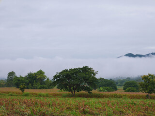 Beautiful fog landscape in the mountains