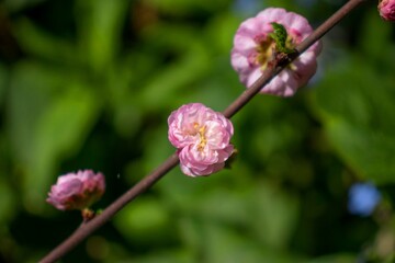 Three small pink rose flowers on diagonal twig on green blurred background with copy space.