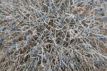 image of berry snow background