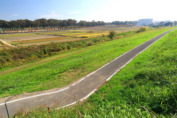 秋の江戸川土手から見るサイクリング道路と田圃風景