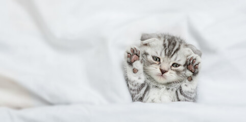 Cute scottish kitten lying on a white bed at home. Top down view. Empty space for text